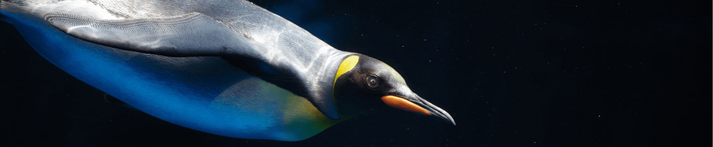 emperor penguin swimming
